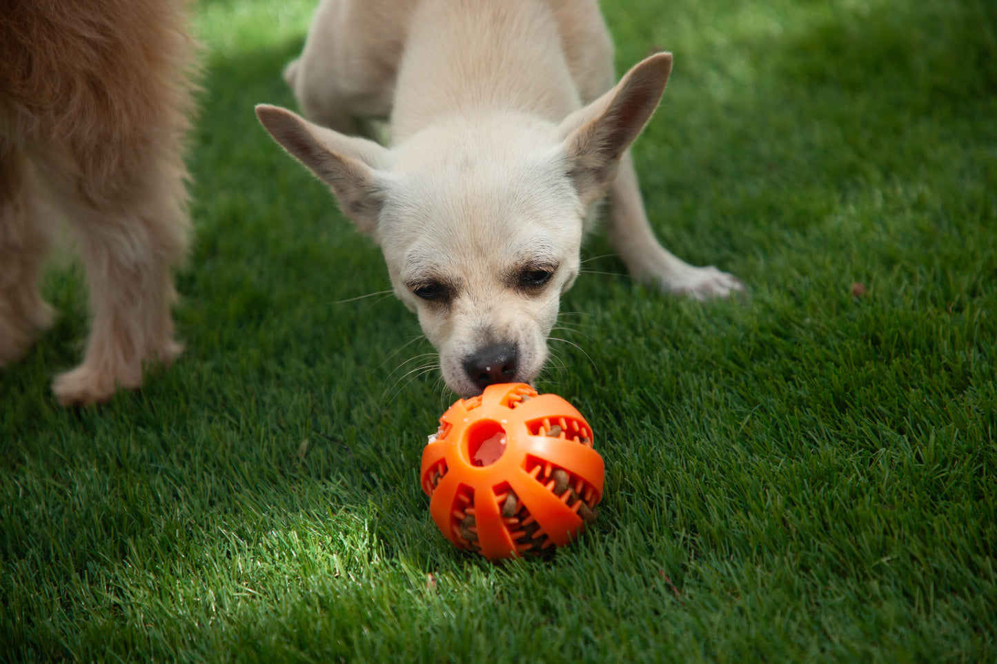 Pelota Interactiva no tóxica 5 en 1 para Perros y Gatos – Resistente, Divertida y Saludable.