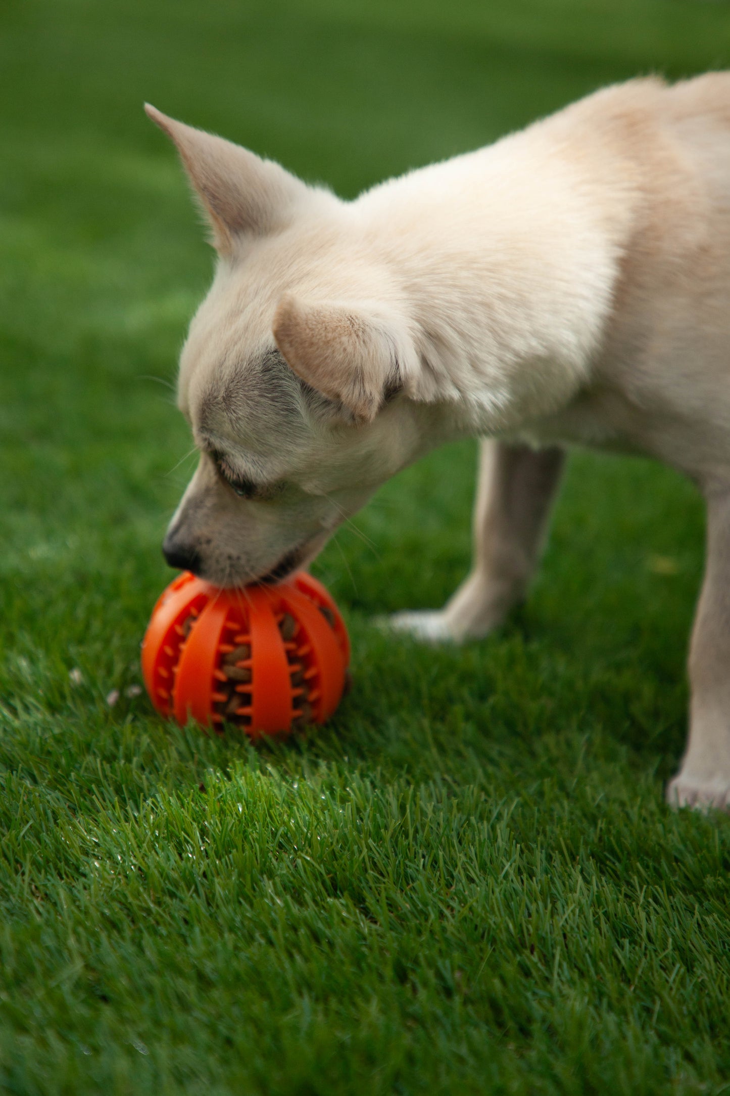 Pelota Interactiva no tóxica 5 en 1 para Perros y Gatos – Resistente, Divertida y Saludable.